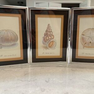 Set of Three Framed Seashell Prints